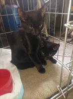Kittens