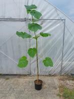 Paulownia tomentosa 200-250cm, 7,5litr. pot (Keizersboom), Tuin en Terras, Planten | Bomen, Overige soorten, 100 tot 250 cm, Zomer