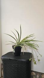 Graslelie met baby's, Ophalen, Overige soorten, Halfschaduw, In pot