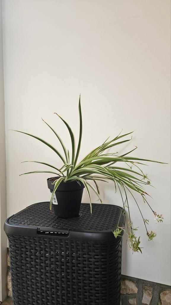 Graslelie met baby's, Huis en Inrichting, Kamerplanten, Overige soorten, Minder dan 100 cm, Groene kamerplant, Halfschaduw, In pot