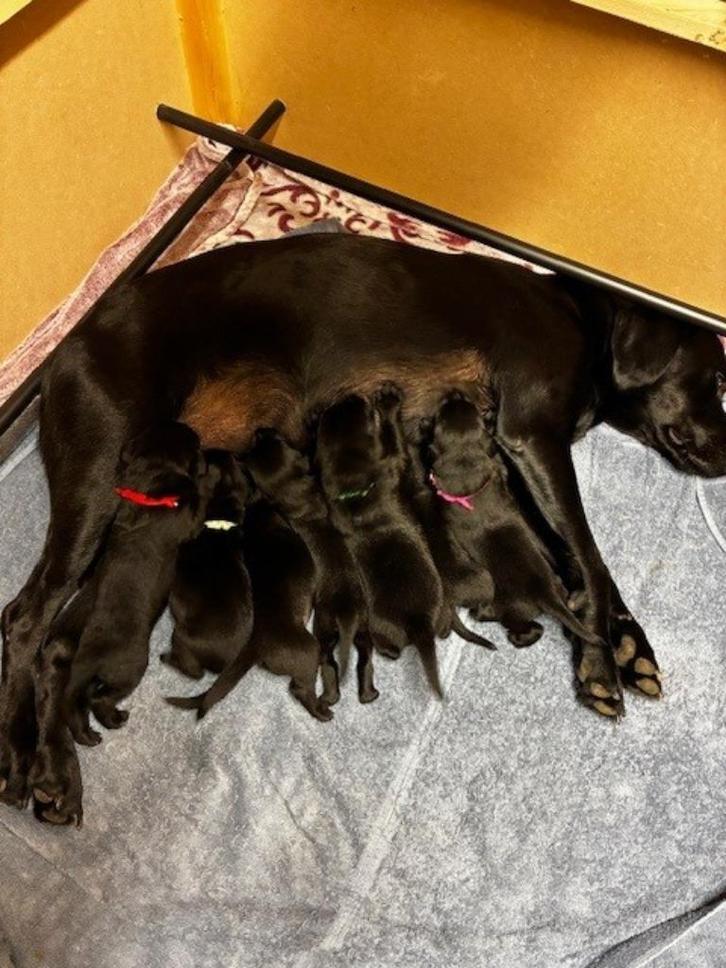 FIELDTRIAL LABRADOR PUPS ZWART, Dieren en Toebehoren, Honden | Chihuahua's en Gezelschapshonden, Meerdere dieren, Overige rassen