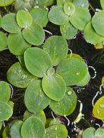 Drijfplanten 20 stuks €5, Ophalen of Verzenden, Nieuw