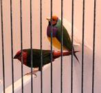 Roodkop papegaaiamadine, Mannelijk, Tropenvogel