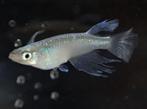 Medaka Matsui Miyuki Longfin eitjes + opkweekset, Dieren en Toebehoren, Vissen | Aquariumvissen, Vis