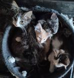 Ragdoll kruising kittens langhaar, Dieren en Toebehoren, Katten en Kittens | Raskatten | Langhaar, Meerdere dieren, Ontwormd, 0 tot 2 jaar