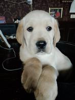 Prachtige lieve blonde witte labrador pups, Dieren en Toebehoren, Honden | Retrievers, Spaniëls en Waterhonden, CDV (hondenziekte)
