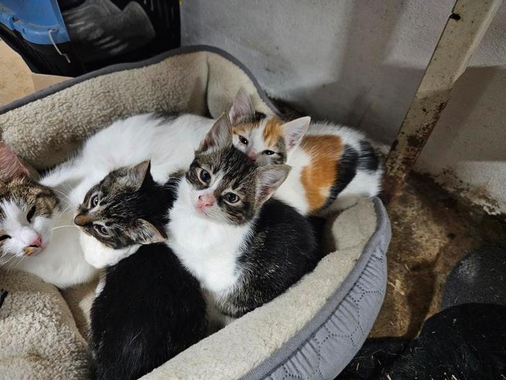 Jonge poesjes/kittens, Dieren en Toebehoren, Katten en Kittens | Overige Katten, Kortharig, Meerdere dieren, 0 tot 2 jaar