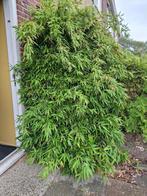 Zwarte bamboe Phyllostachys Nigra, Ophalen, Bamboe, 250 cm of meer