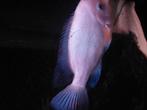 Mooie cichlide man 20 cm zoekt een nieuw huis