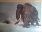 Schoolplaten schoolplaat Mammoet en Neushoorn, Antiek en Kunst, Antiek | Schoolplaten, Ophalen, Natuur en Biologie
