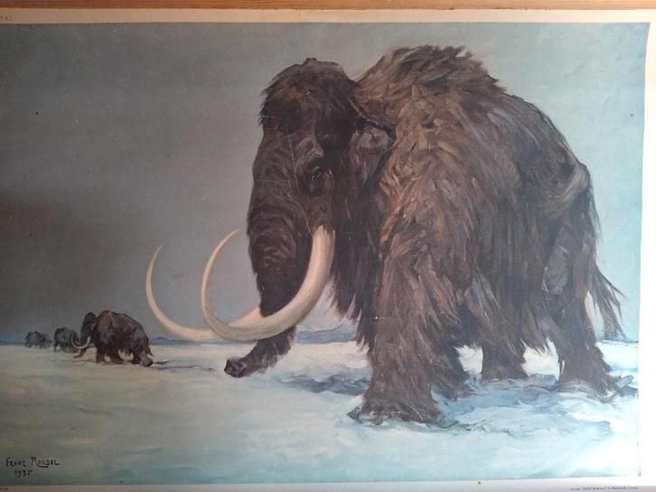 Schoolplaten schoolplaat Mammoet en Neushoorn, Antiek en Kunst, Antiek | Schoolplaten, Natuur en Biologie, Ophalen