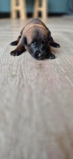 Mechelse Herder, 8 tot 15 weken, Meerdere, Meerdere dieren, Herder