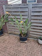 Strelitzia reginae (paradijsvogelbloem), Tuin en Terras, Planten | Tuinplanten, Ophalen, Zomer, Overige soorten, Volle zon
