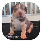 Amerikaanse Bully XL beide ouders kampioen, Rabiës (hondsdolheid), Overige rassen, 8 tot 15 weken, Meerdere