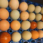 Broedeieren, Dieren en Toebehoren, Pluimvee, Geslacht onbekend, Kip