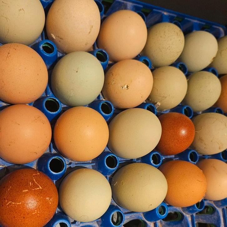 Broedeieren, Dieren en Toebehoren, Pluimvee, Kip, Geslacht onbekend