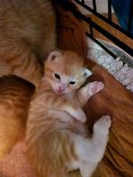 Laatste Rode kitten, Dieren en Toebehoren, Katten en Kittens | Overige Katten, Kater
