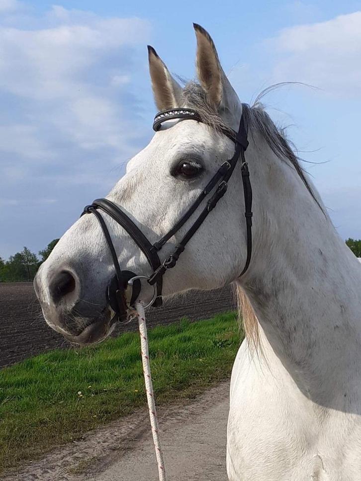 Vriendelijke recreatie merrie, Dieren en Toebehoren, Paarden, Merrie, B, Minder dan 160 cm, 11 jaar of ouder, Recreatiepaard, Gechipt