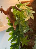 Terrarium met heel mooie rode wimpergekko, Dieren en Toebehoren, Reptielen en Amfibieën | Toebehoren, Ophalen, Zo goed als nieuw