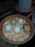 Kaapse Eenden eieren te koop, Geslacht onbekend, Eend