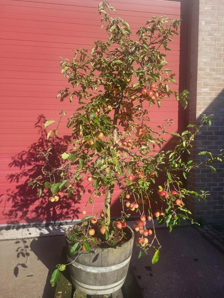 Oude fruitbomen in houten wijnvat, Ophalen of Verzenden, Volle zon, Overige soorten, 100 tot 250 cm