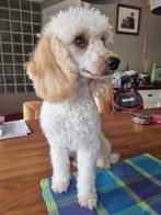 Oppas hond gezocht, omgeving Veghel