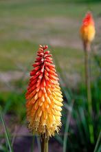 vuurpijl kniphofia, Tuin en Terras, Ophalen, Zomer, Overige soorten, Volle zon