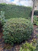 Gratis grote taxus struik, Ophalen, Overige soorten, Struik, 100 tot 250 cm