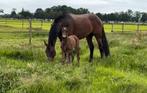 Fokmerrie, draagmerrie of gezelschapspaard, Dieren en Toebehoren, Paarden, Merrie, Recreatiepaard, 11 jaar of ouder