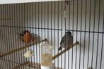 koppel noorse goudvinken wild kleur aangeboden, Dieren en Toebehoren, Meerdere dieren, Wildzangvogel, Geringd