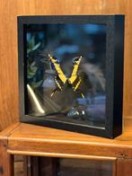 Prachtige vlinder in vitrine linst, Ophalen of Verzenden, Zo goed als nieuw, Nvt, Nvt