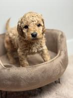 Super knappe mini labradoodle pups - mini doodle pups, Dieren en Toebehoren, Overige rassen, CDV (hondenziekte), 8 tot 15 weken