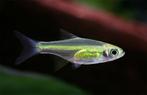 Hobbyaquarium Rasbora Kubotai AANBIEDING woe 16 juli 12/20u, Vis, Zoetwatervis, Schoolvis