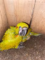 Roodoor te koop/reserveren 2025, Dieren en Toebehoren, Vogels | Parkieten en Papegaaien, Papegaai, Geringd