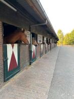 gezocht stalmedewerker voor op de zaterdag, Stalling of Weidegang