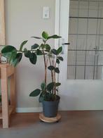 Plantenasiel Hilversum : Ficus, Ophalen, Ficus, 100 tot 150 cm