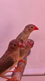3 binsenastrildes ( buitenvoliere), Dieren en Toebehoren, Mannelijk, Tropenvogel