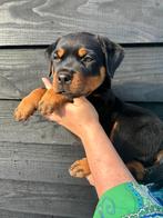 Lieve rottweiler puppy's, Dieren en Toebehoren, Overige rassen, 8 tot 15 weken, Meerdere, Meerdere dieren