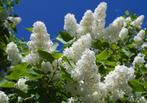 Sering boompje, krijgt prachtige witte bloemen, Tuin en Terras, Planten | Bomen, Overige soorten, Minder dan 100 cm, Zomer, Ophalen