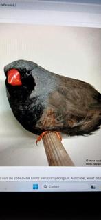 Zebravink Charcoal, Meerdere dieren, Geringd