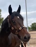 Maya delorez halster bruin leer, Ophalen of Verzenden, Overige soorten