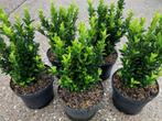 Buxus vervanger, Kardinaalsmuts, Euonymus 'Green Spire', Ophalen, Overige soorten, Haag, Minder dan 100 cm