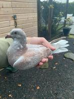 Postduif, Mannelijk, Postduif