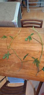 2 grote philodendron pedatum stekken, Huis en Inrichting, Kamerplanten, Ophalen of Verzenden