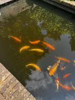 Koi en goudvissen (vijvervissen), Dieren en Toebehoren, Vissen | Vijvervissen, Goudvis(sen)