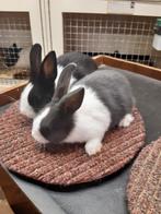Jonge raszuivere Hollander konijntjes, Dieren en Toebehoren, Konijnen, Meerdere dieren, 0 tot 2 jaar