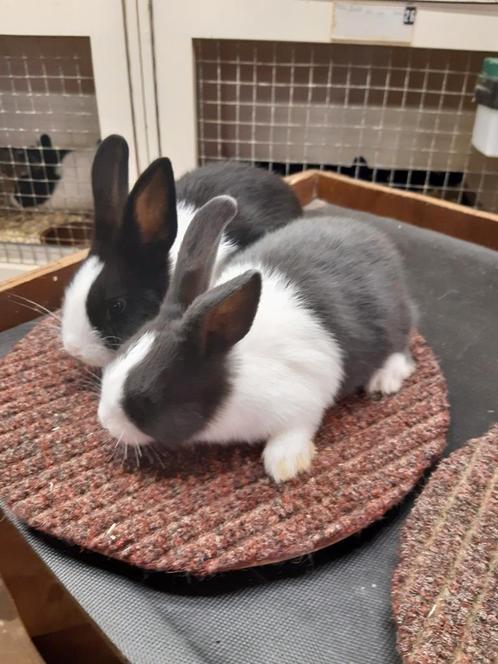 Jonge raszuivere Hollander konijntjes, Dieren en Toebehoren, Konijnen, Meerdere dieren, 0 tot 2 jaar