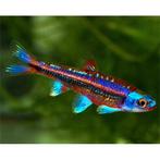 Rainbow shiners (Notropis Chrosomus), Dieren en Toebehoren, Vis