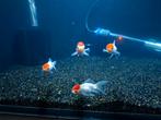 Red Cap Oranda Goudvis (4x), Vis