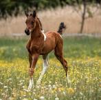 2-jarige Pintabian hengst 99% Arabisch, Dieren en Toebehoren, Paarden, Minder dan 160 cm, Gechipt, 0 tot 2 jaar, Hengst